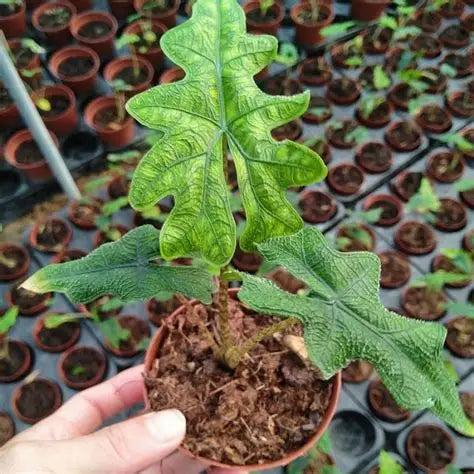 Alocasia sp. 'Jacklyn'