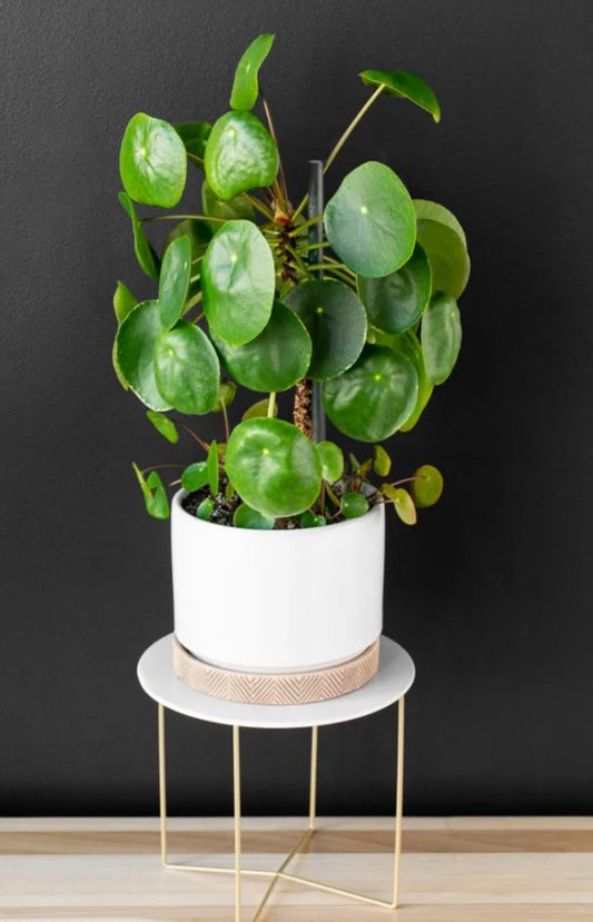Pilea peperomioides | Chinese Money Plant