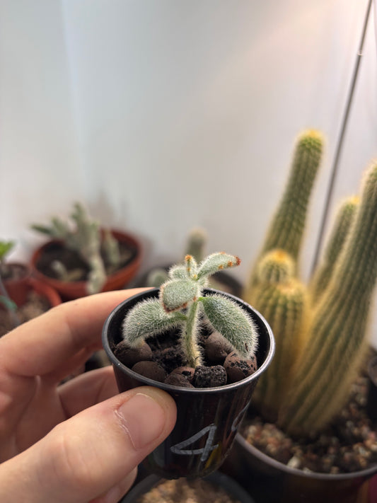 Panda Plant Succulant