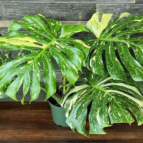 Monstera deliciosa | 'Thai Costellation'