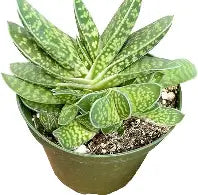 Gasteria