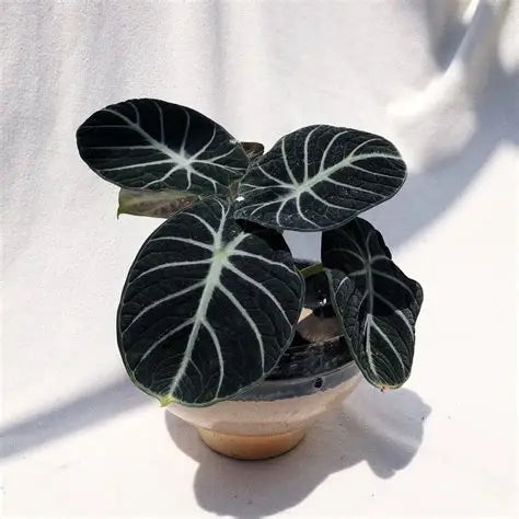 Alocasia Black Velvet