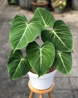 Philodendron gloriosum