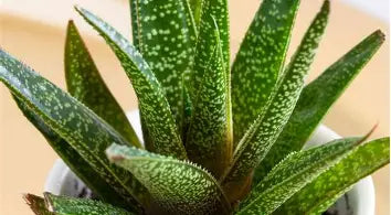 Gasteria