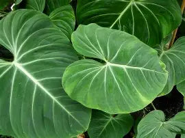 Philodendron gloriosum
