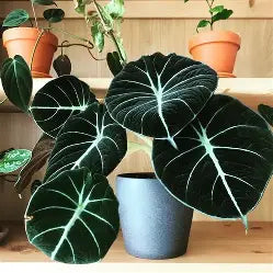 Alocasia Black Velvet